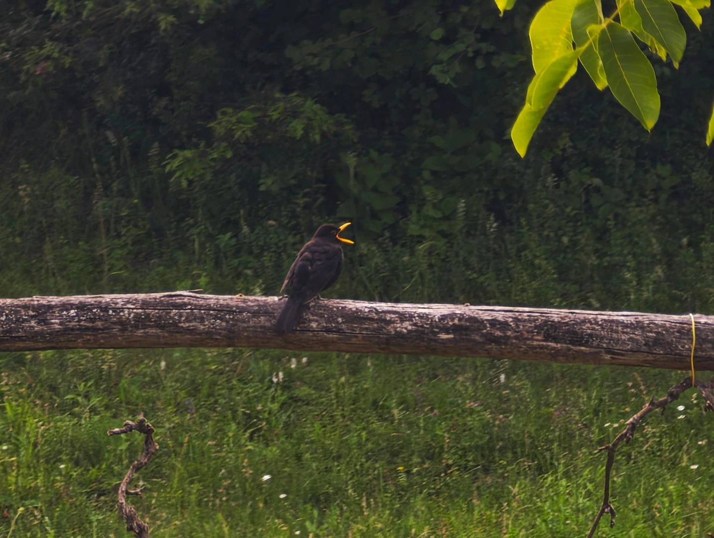 Blackbird singing on a log