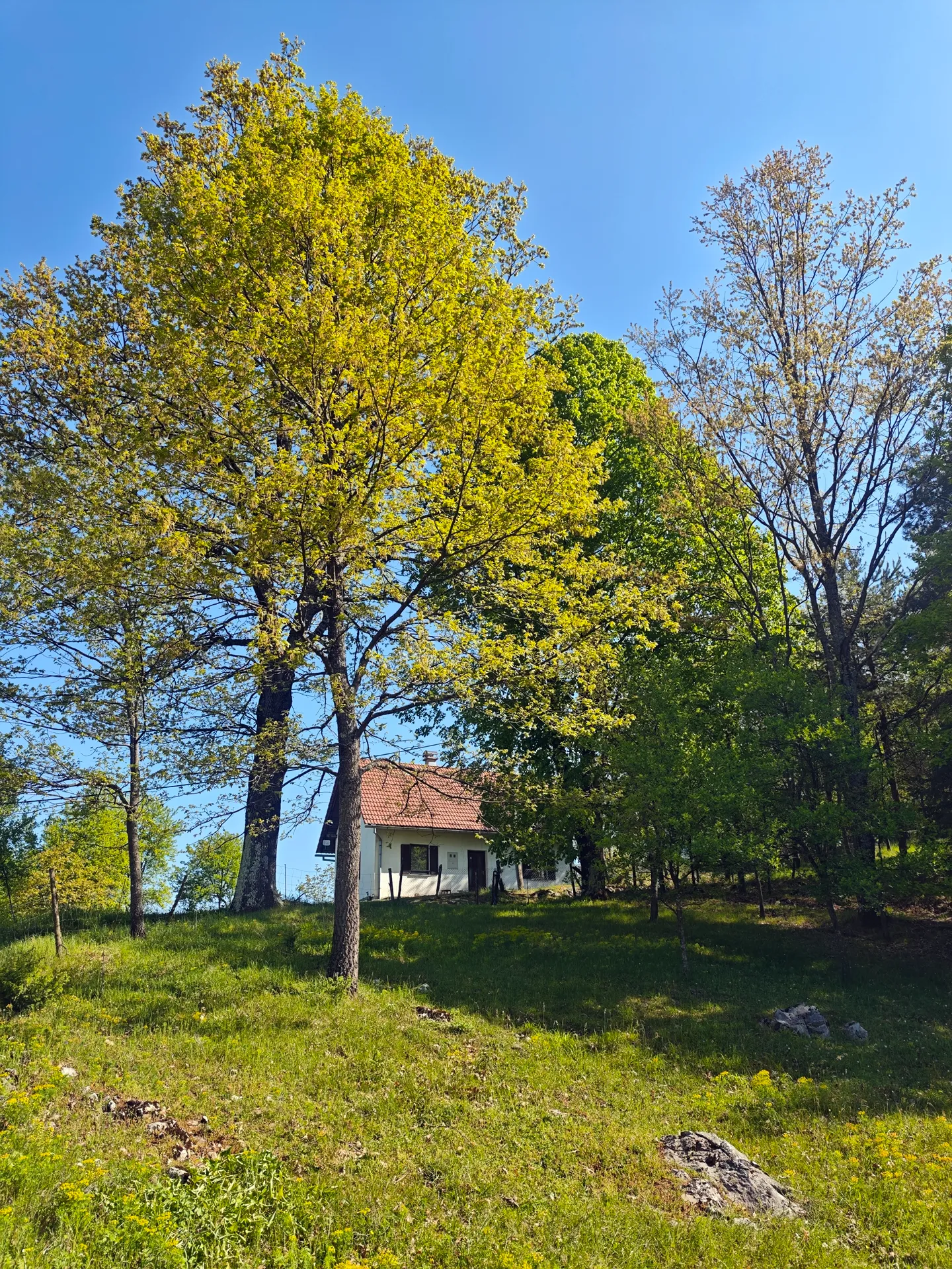 The ancient tree at Bogato Brdo