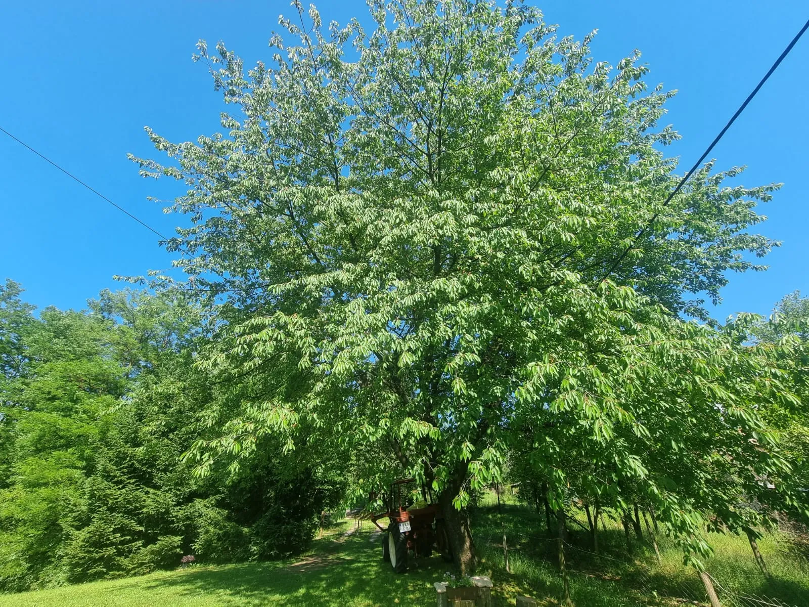 Trees on Bogato Brdo