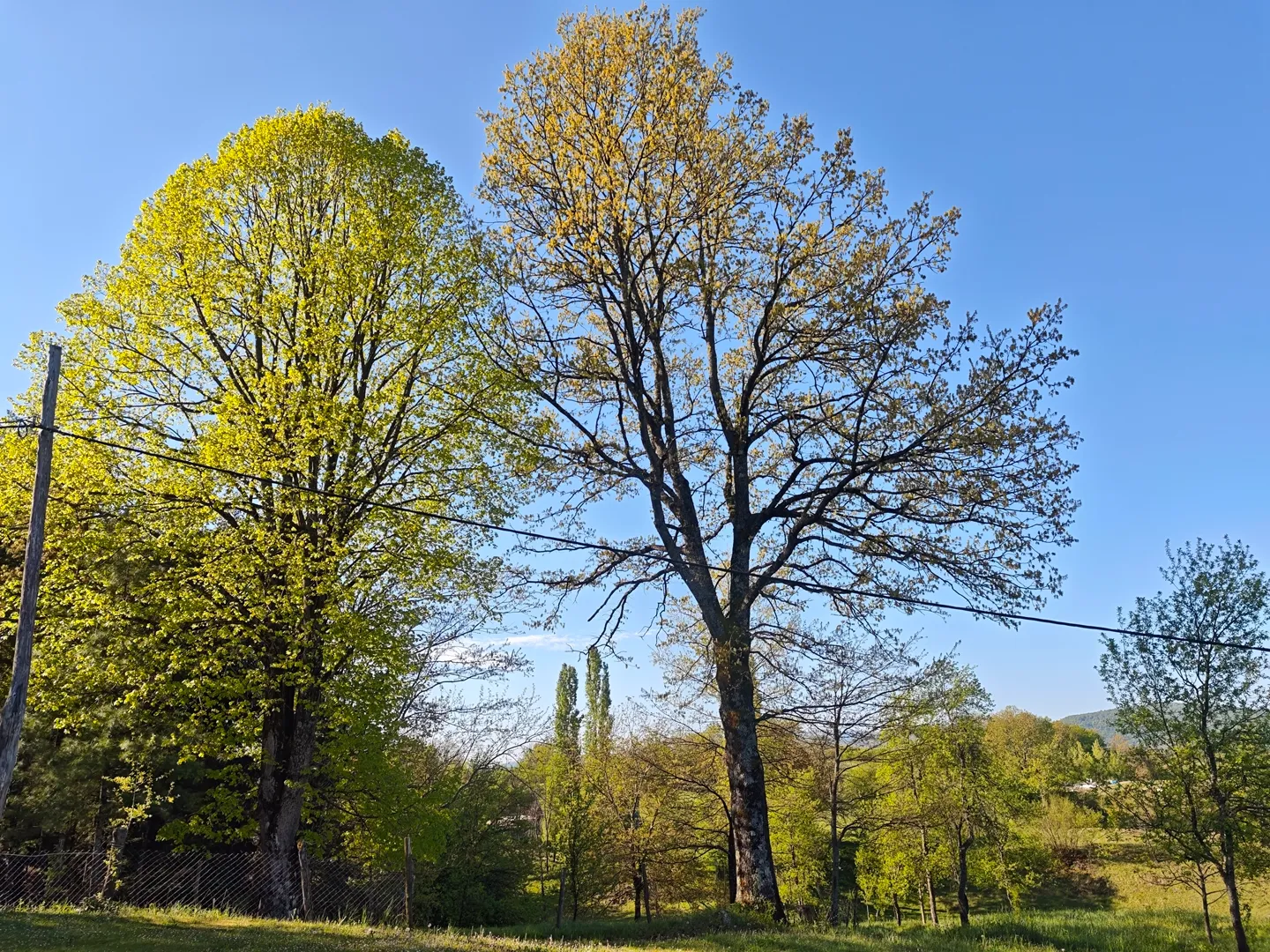 Trees on Bogato Brdo
